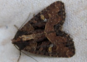 Lesser Common Rustic moth