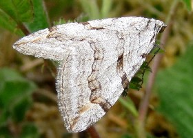 Lesser Treble-bar moth