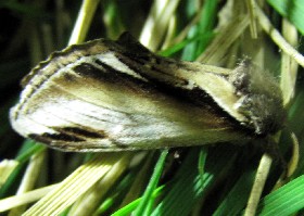 Lesser Swallow Prominent moth
