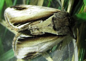 Lesser Swallow Prominent moth