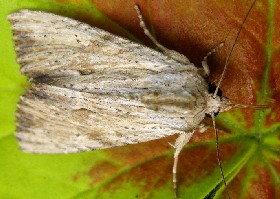 Light Arches moth