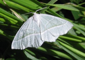 Light Emerald moth