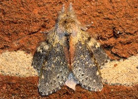 Lobster moth