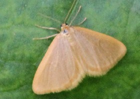 Drab Looper moth