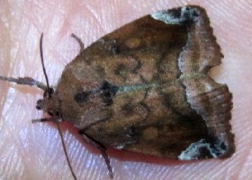 Lunar-spotted Pinion moth