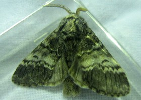 Lunar Marbled Brown