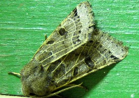 Lunar Underwing moth