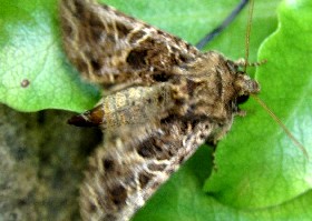 The Lychnis moth