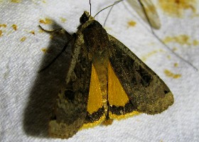 Large Yellow Underwing