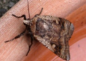 Large Yellow Underwing moth