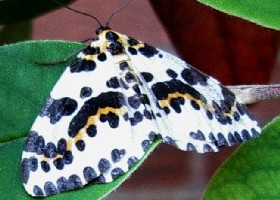 The Magpie moth