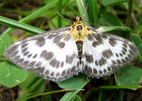 Small Magpie moth