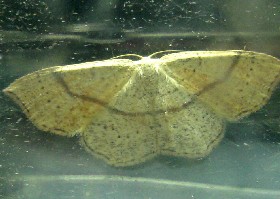 Maiden's Blush moth