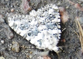 Marbled Beauty moth - grey