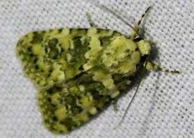 Marbled Beauty moth - green