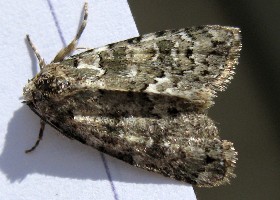 Marbled Beauty moth - grey