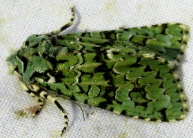 Merveille du jour