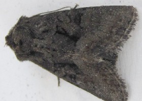 Marbled Minor moth