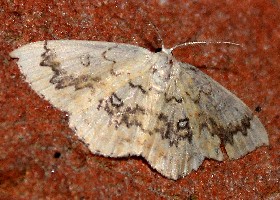 The Mocha moth