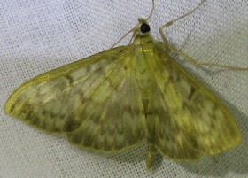 Mother of Pearl moth