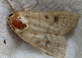 Mottled Rustic moth