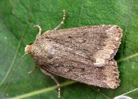 Mouse Moth