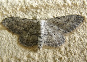 Mullein Wave moth