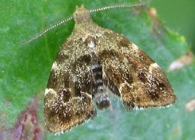 Nettle-tap moth