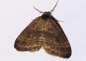 November Moth