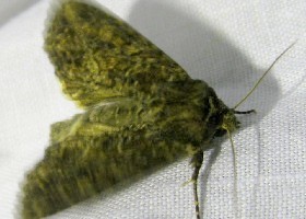 The Nutmeg moth