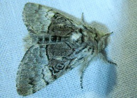 Nut-tree Tussock