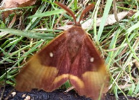 Oak Eggar Moth