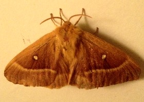 Oak Eggar Moth