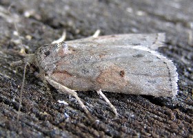 Oak Nycteoline moth