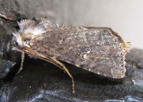 Oak Processionary moth