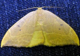 Oak Hook-tip moth female
