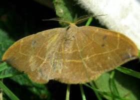 Oak Hook-tip moth male