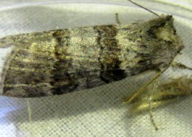 Oak Lutestring moth