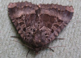 Old Lady Moth