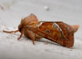 Orange Swift moth