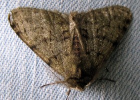 Pale Brindled Beauty