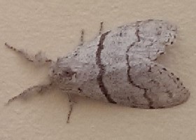 Pale Tussock female moth
