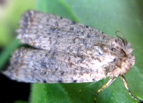 Pale Mottled Willow