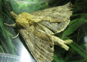 Pale Prominent Moth
