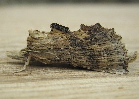 Pale Prominent Moth