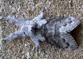 Pale Tussock moth