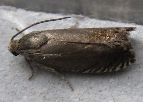 Pea moth