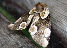 Peach Blossom moth