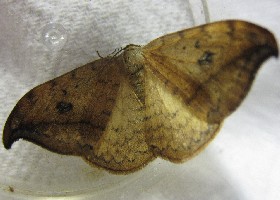 Pebble Hook-tip moth