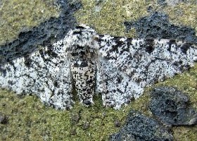 Peppered Moth